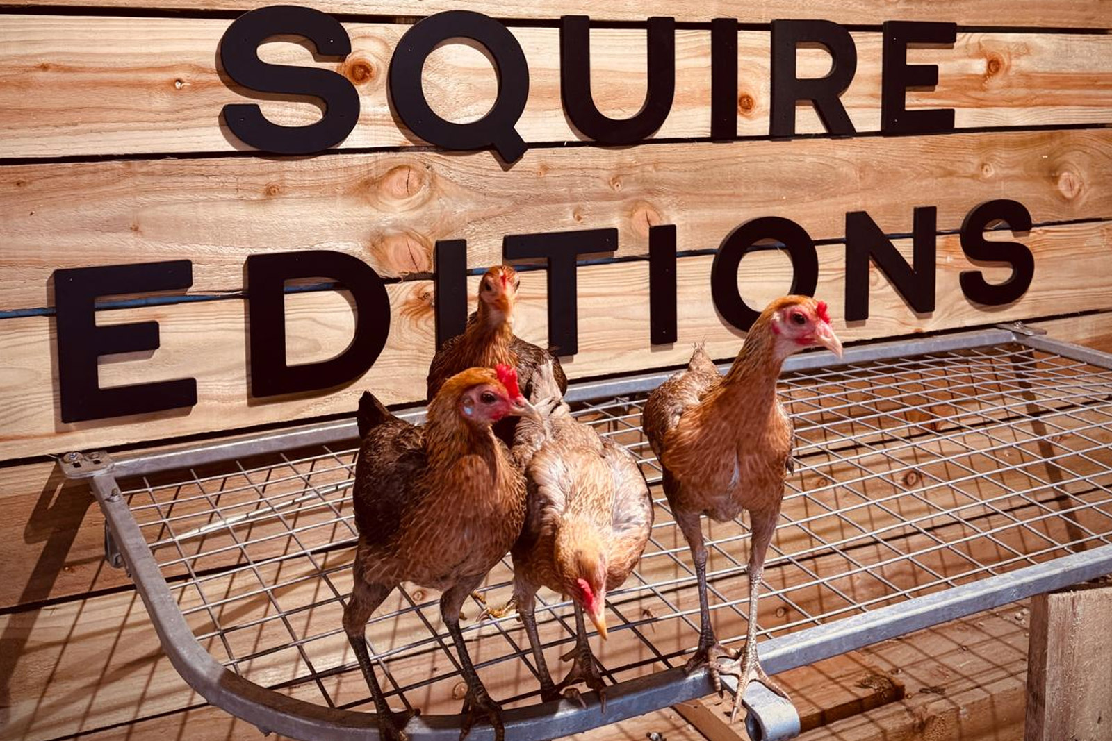 Peggy, Maddy, Phyllis and Daisy